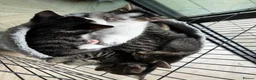 Mixed Breed cats for sale: 4 Adorable Little Kittens for sale in Watford - Advert 3