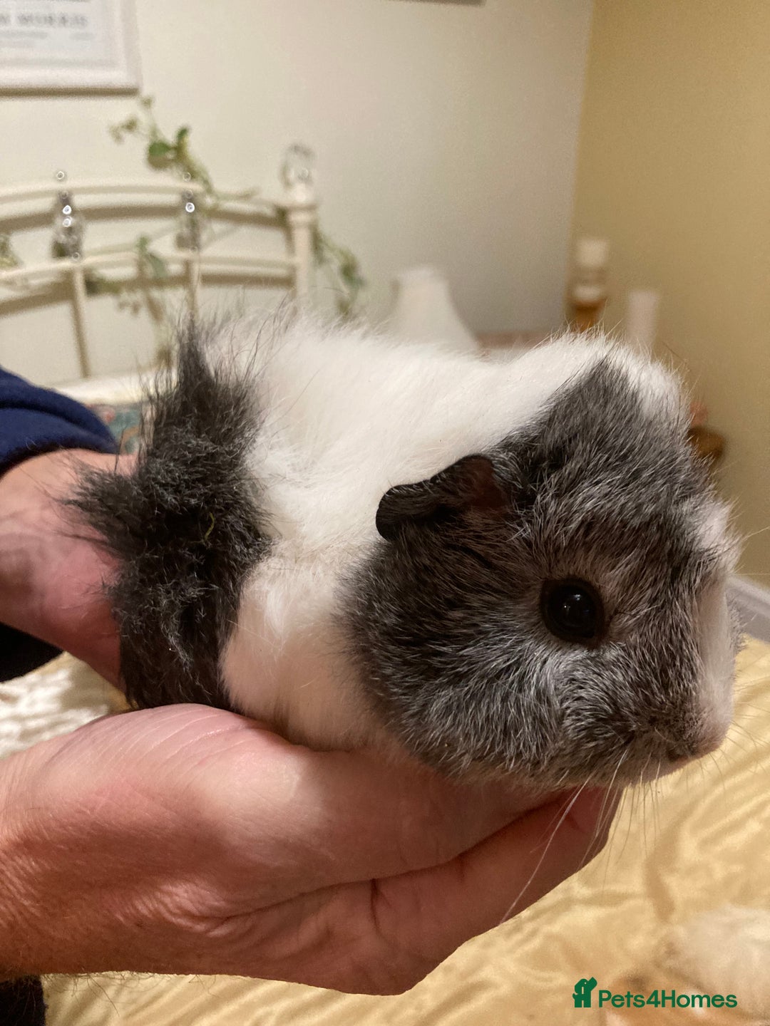 Guinea Pig rodents for sale: 5 gorgeous female Guinea pigs for sale - Advert 6