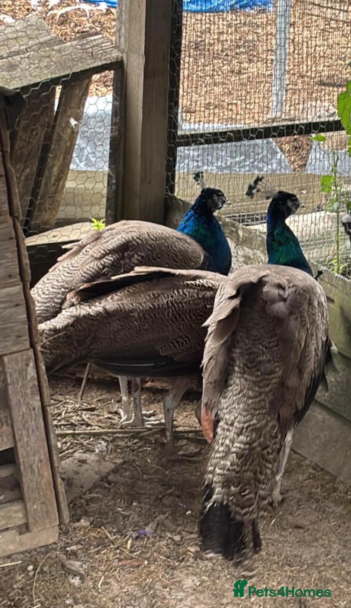 Peafowl poultry Various peacocks available  - Advert 2