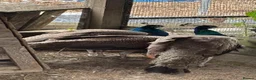 Peafowl poultry for sale: Various peacocks available  - Advert 1