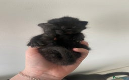 Russian Blue cats for sale: Mixed Russian blue kittens - Image 1