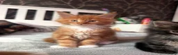 Maine Coon cats for sale: BEAUTIFUL MAINE COON KITTENS LOOKING FOR NEW HOME - Advert 35