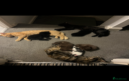 British Shorthair cats for sale: 2 brown kittens and 2 black  - Image 3