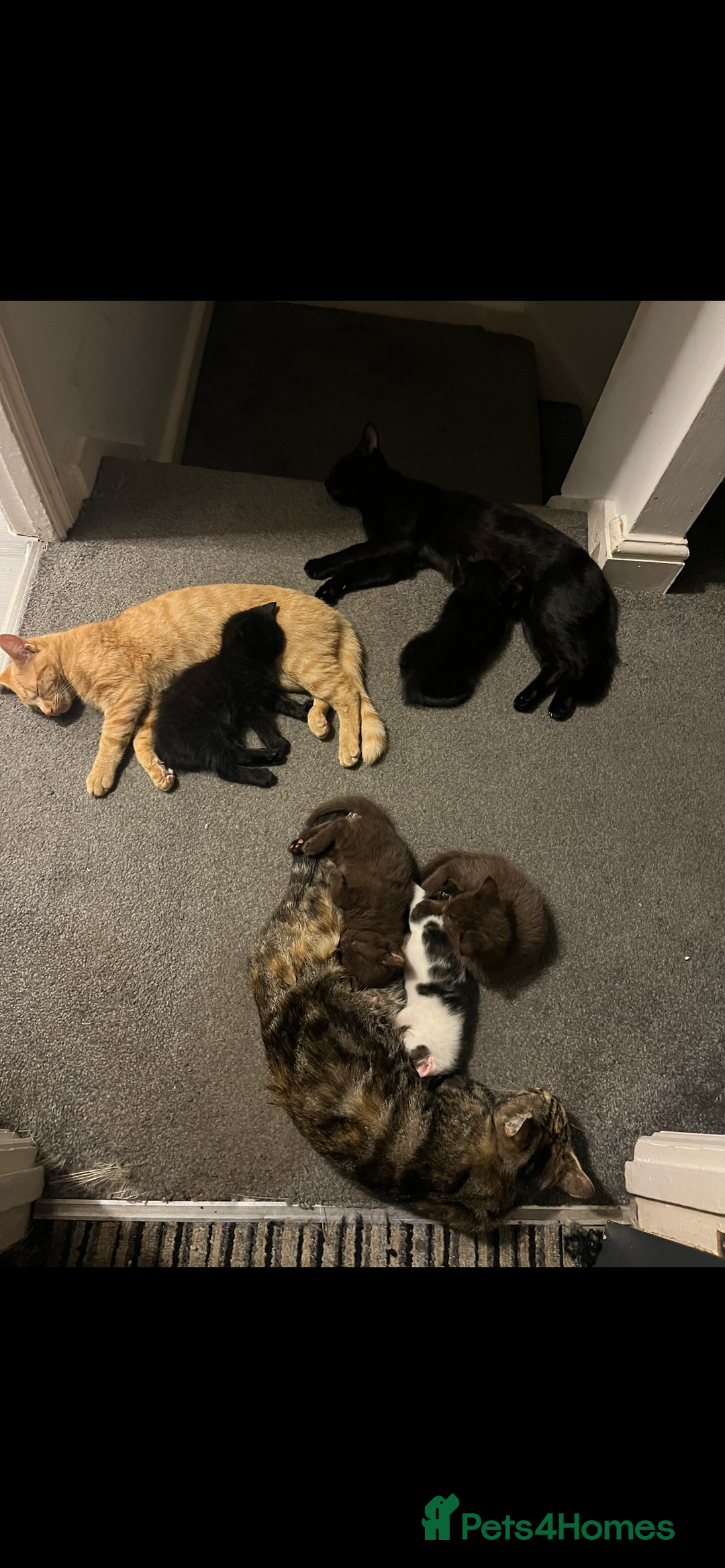 British Shorthair cats for sale: 2 brown kittens and 2 black  - Image 3