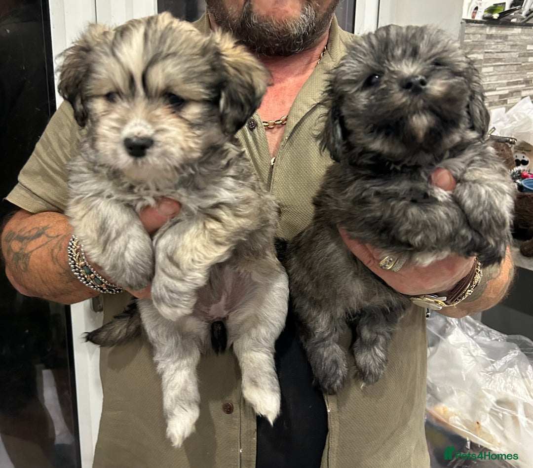 Mixed Breed dogs for sale: Maltese x Shih tzu  - Image 7