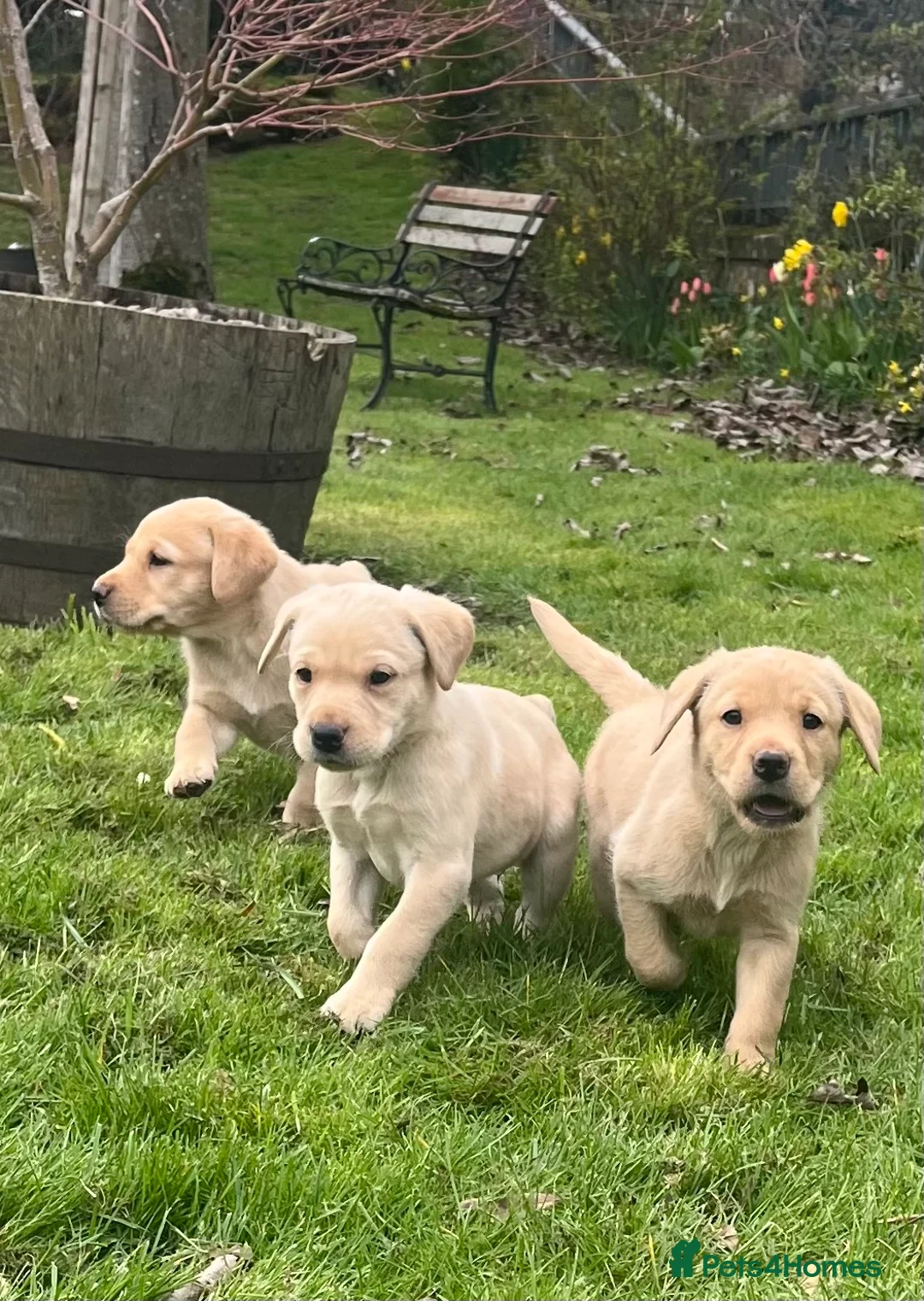 Labrador Retriever dogs for sale: Well bred, friendly, trainable Labrador Puppies in Perth - Advert 1