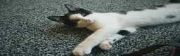 British Longhair cats for sale: We are a bonded pair looking for our forever home! - Advert 14