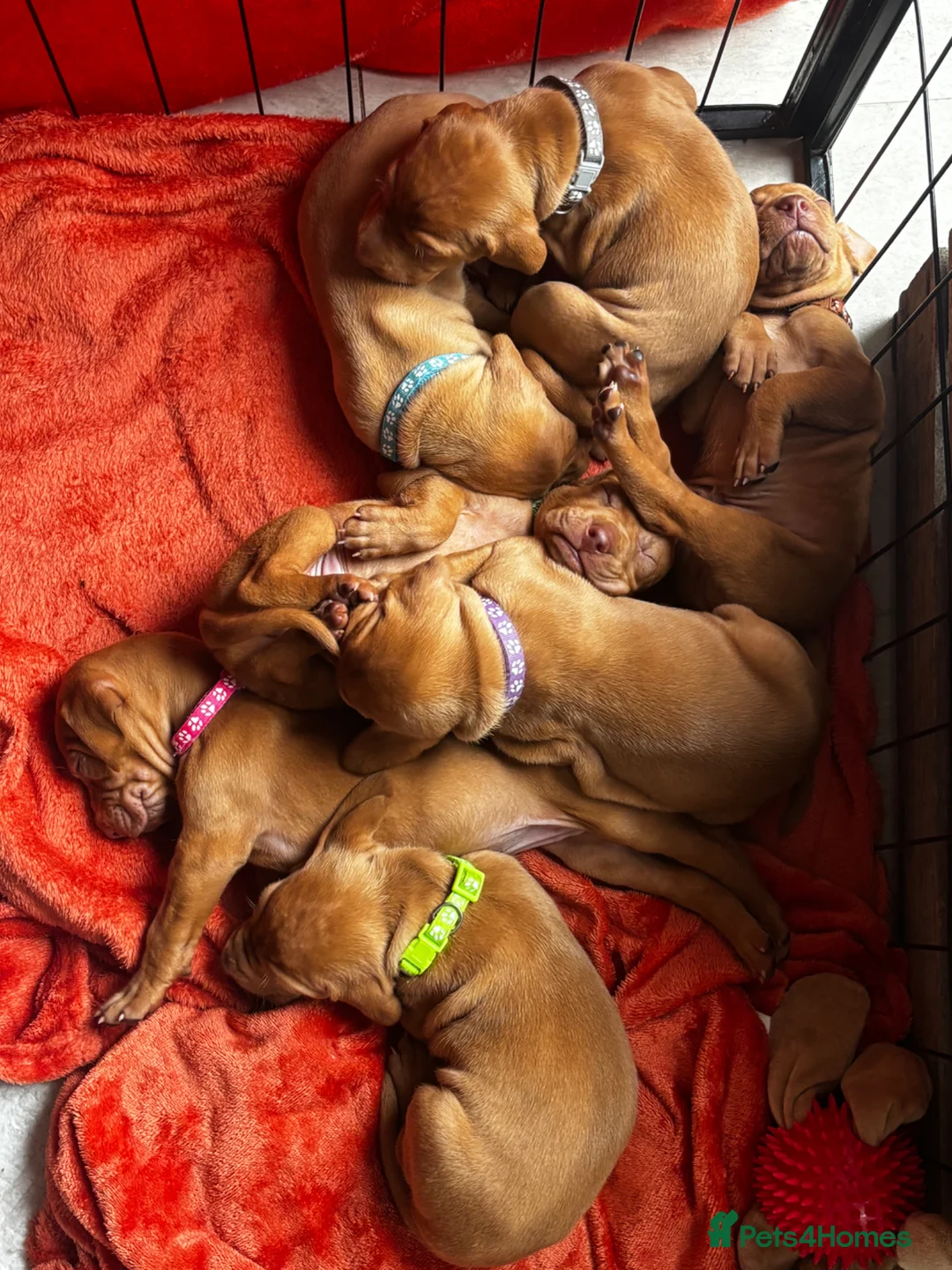 Hungarian Vizsla dogs for sale: Beautiful Vizsla puppies (DOB18/4) 3 girls, 3 boys in Twickenham - Advert 2