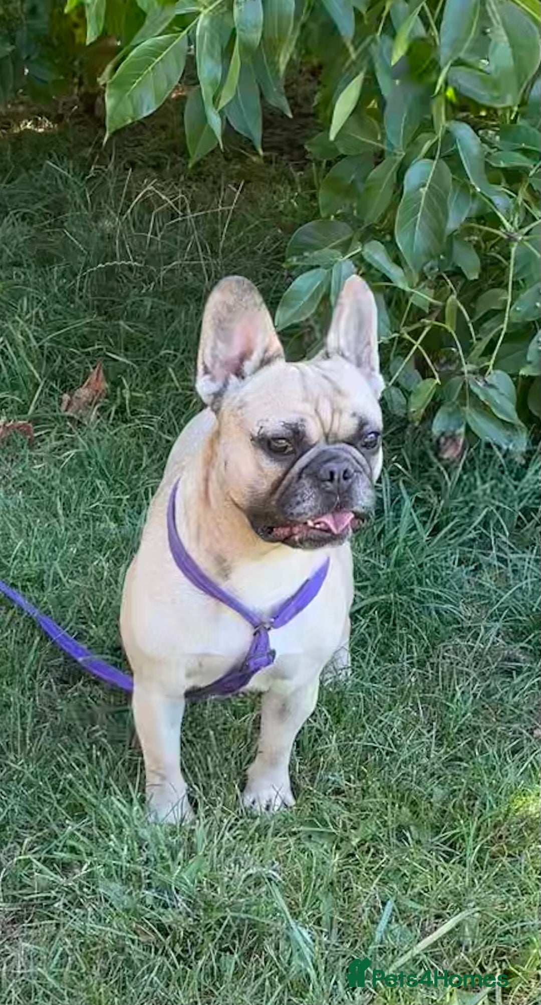French Bulldog dogs for sale: KC REGISTERED HEALTH TESTED FRENCH BULLDOG  - Image 5