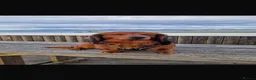 Dachshund dogs for stud: Long haired dashaund  - Advert 2