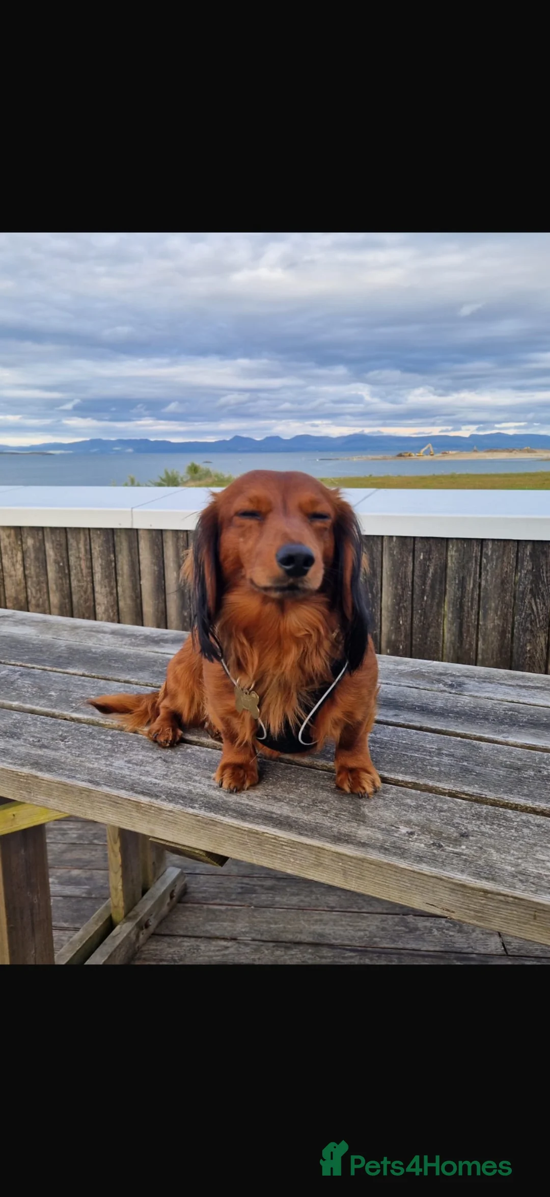Dachshund dogs for stud: Long haired dashaund  - Advert 2