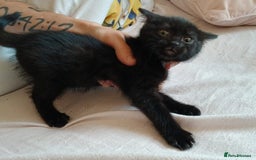 British Shorthair cats for sale: Black kittens for sale - Image 1