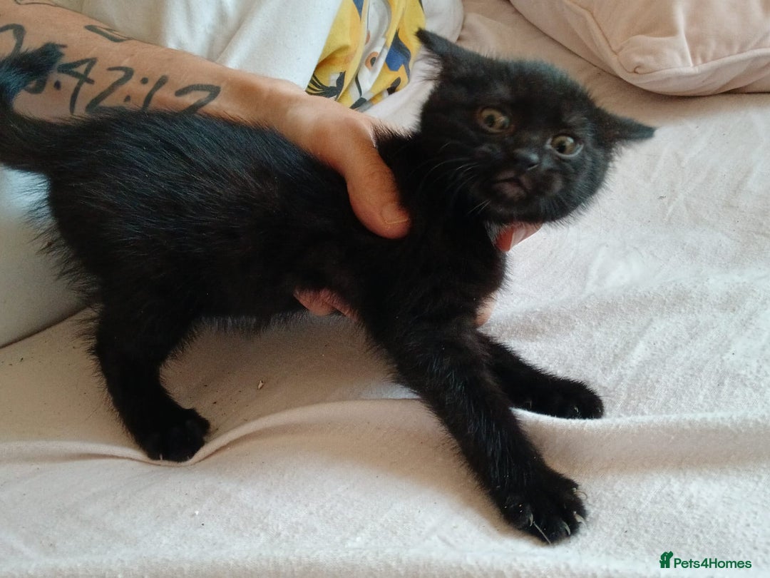 British Shorthair cats for sale: Black kittens for sale - Image 1