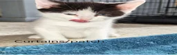 Domestic Shorthair cats for sale: 8 mixed breed kittens for sale in Huddersfield - Advert 3