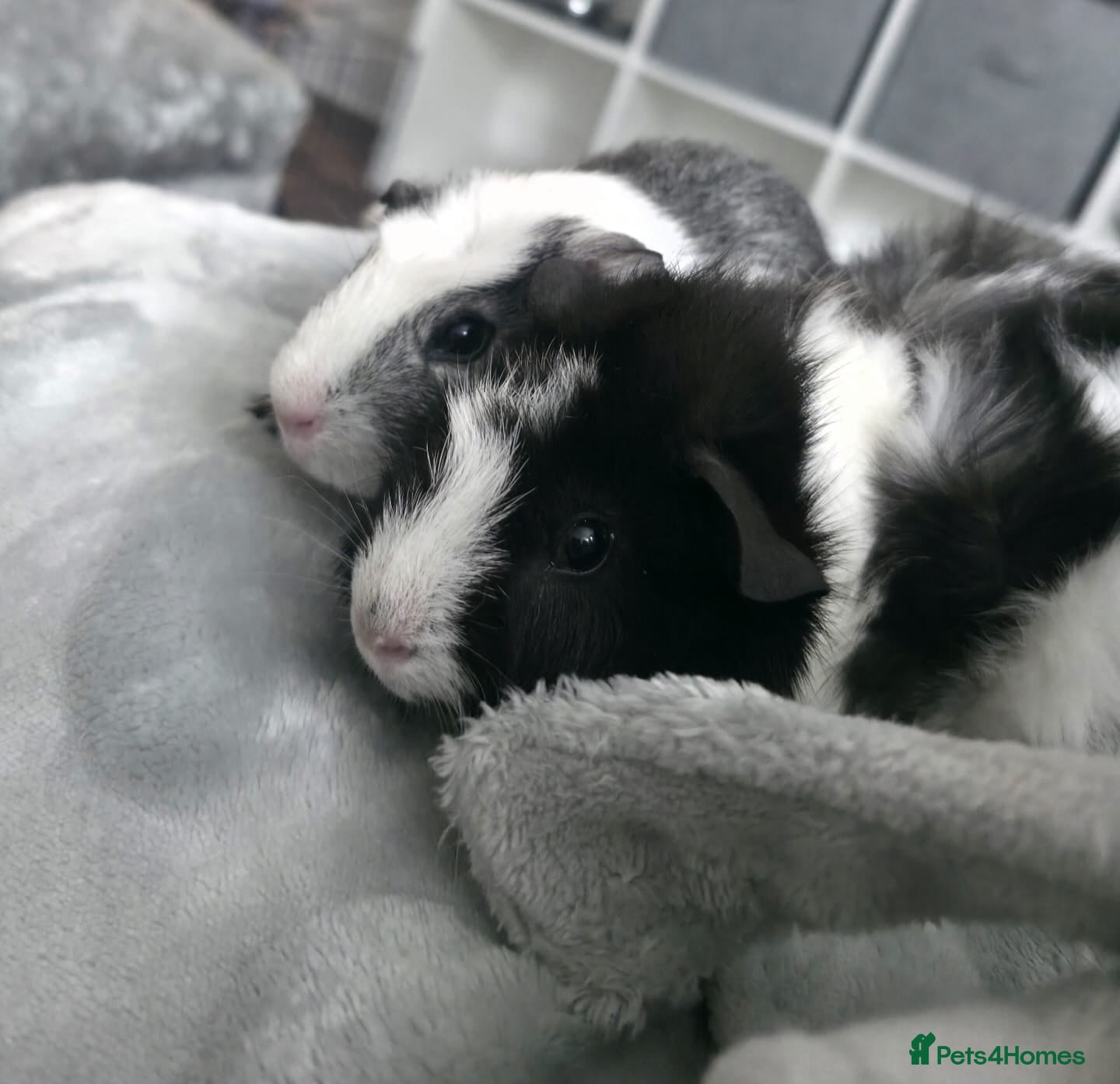 Guinea Pig rodents Male guinea pig  - Advert 4
