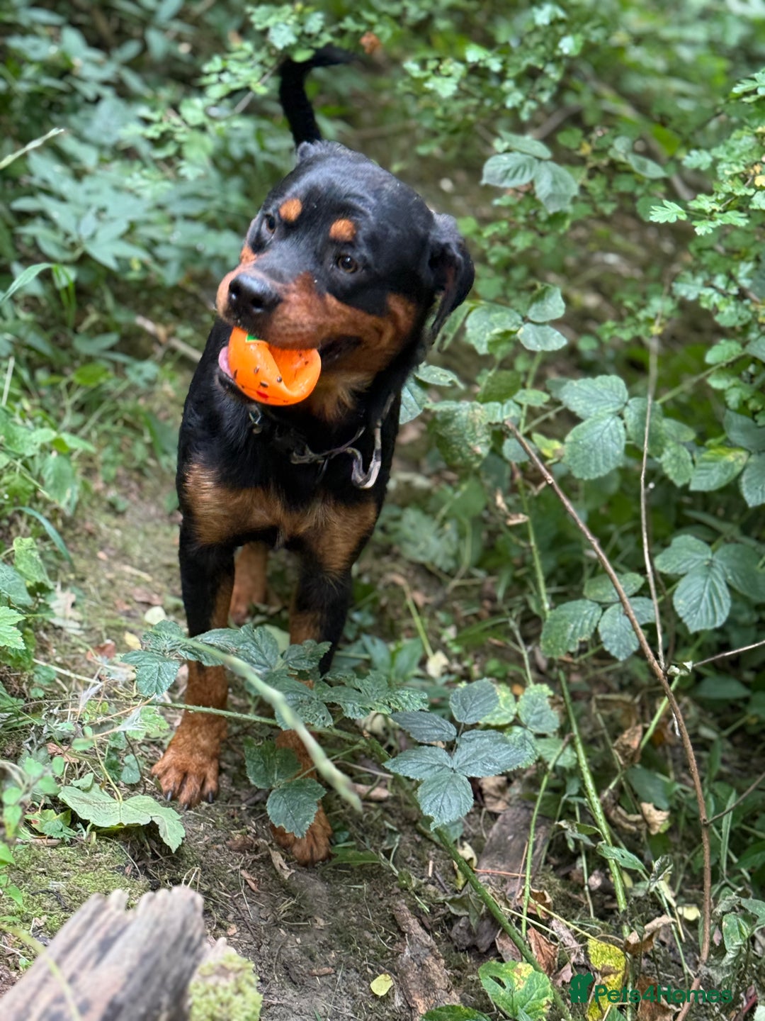 Rottweiler dogs for sale: Siblings Rottweiler boy & girl  - Image 5