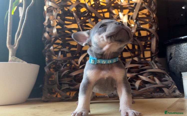 French Bulldog dogs - Advert 7