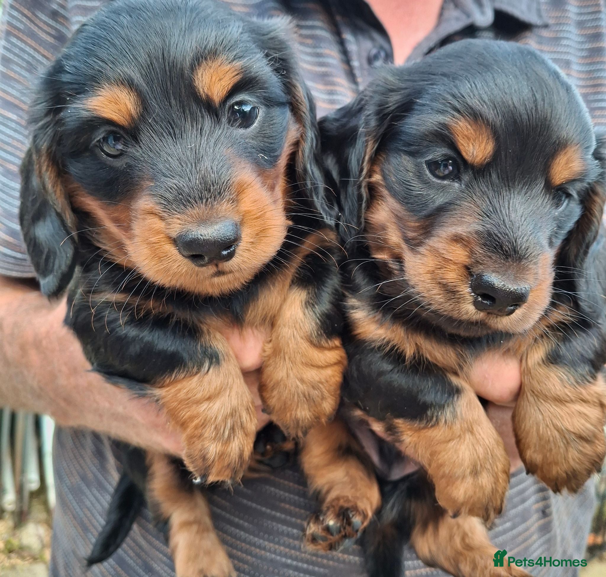 Miniature Dachshund dogs Miniature dachshund black and tan kc registered  - Advert 17