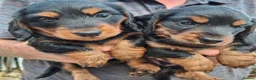 Miniature Dachshund dogs for sale: Miniature dachshund black and tan kc registered  - Advert 3