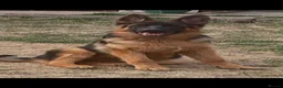German Shepherd dogs for sale: German shepherd bitch  in Stafford - Advert 1