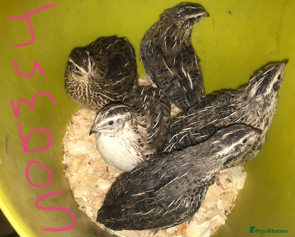 Quail poultry - Advert 10