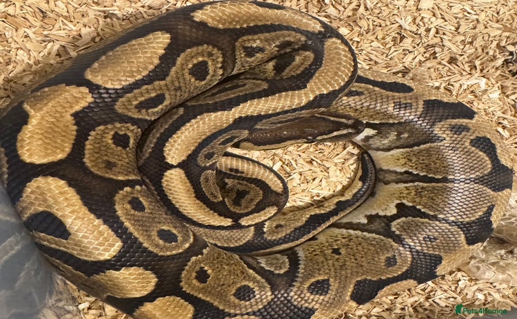 Python Snake reptiles - Advert 1