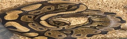 Python Snake reptiles for sale: Snakes for sale  - Advert 1