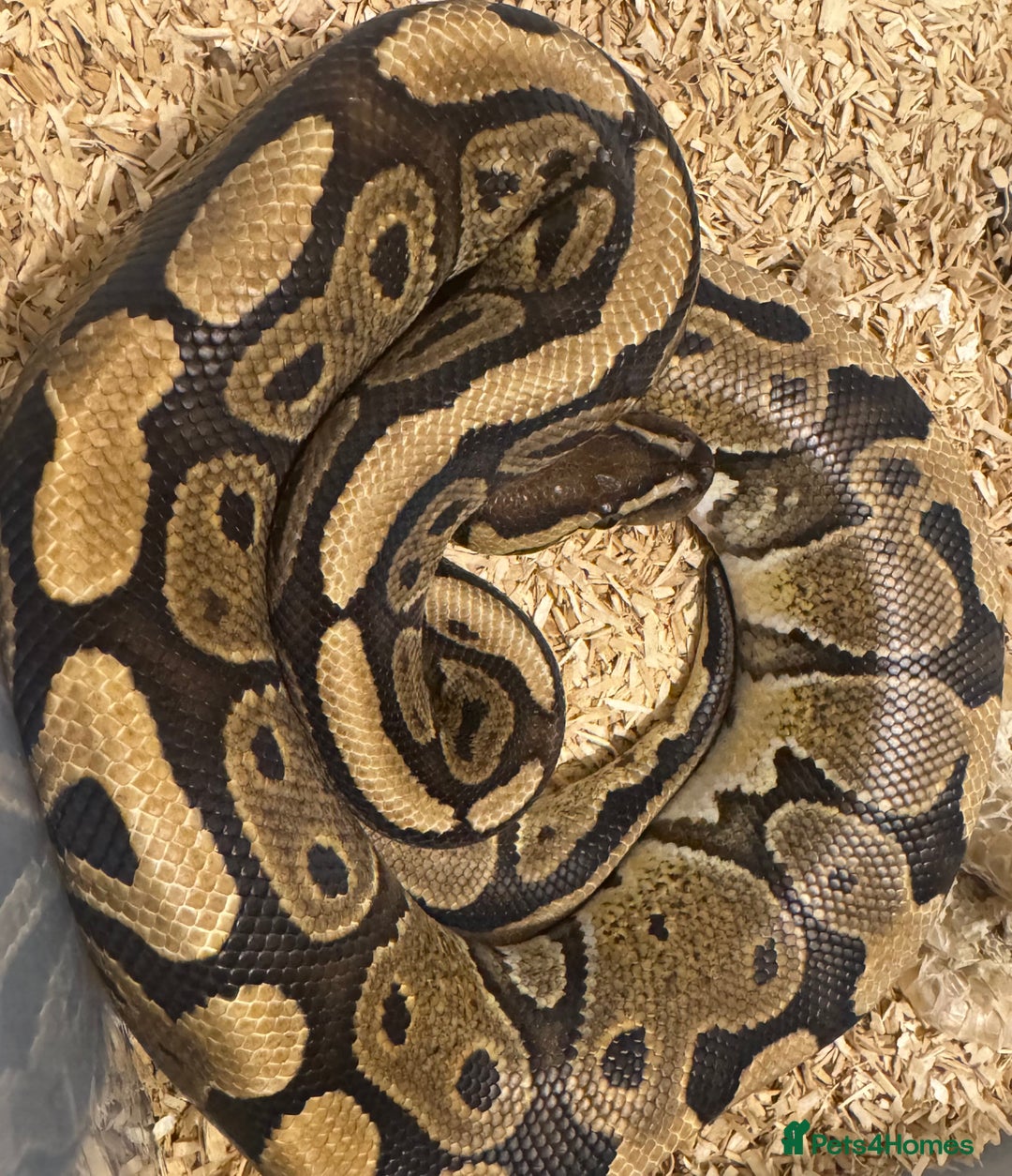 Python Snake reptiles for sale: Snakes for sale  - Image 1