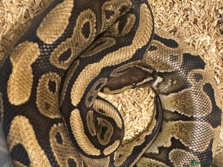 Python Snake reptiles - Advert 10