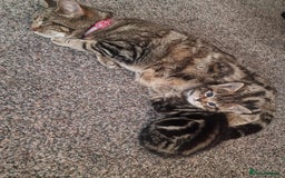 Mixed Breed cats for sale: Gorgeous Bengal X Boy Kitten 😸 💖  - Image 15