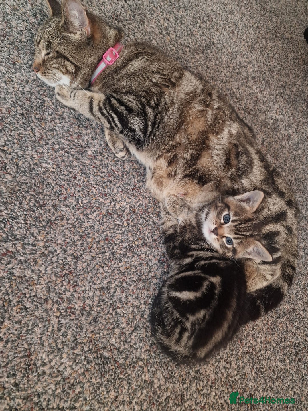 Mixed Breed cats for sale: Gorgeous Bengal X Boy Kitten 😸 💖  - Image 15