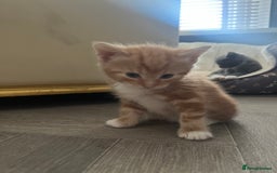 British Shorthair cats for sale: British short hair x - Image 23