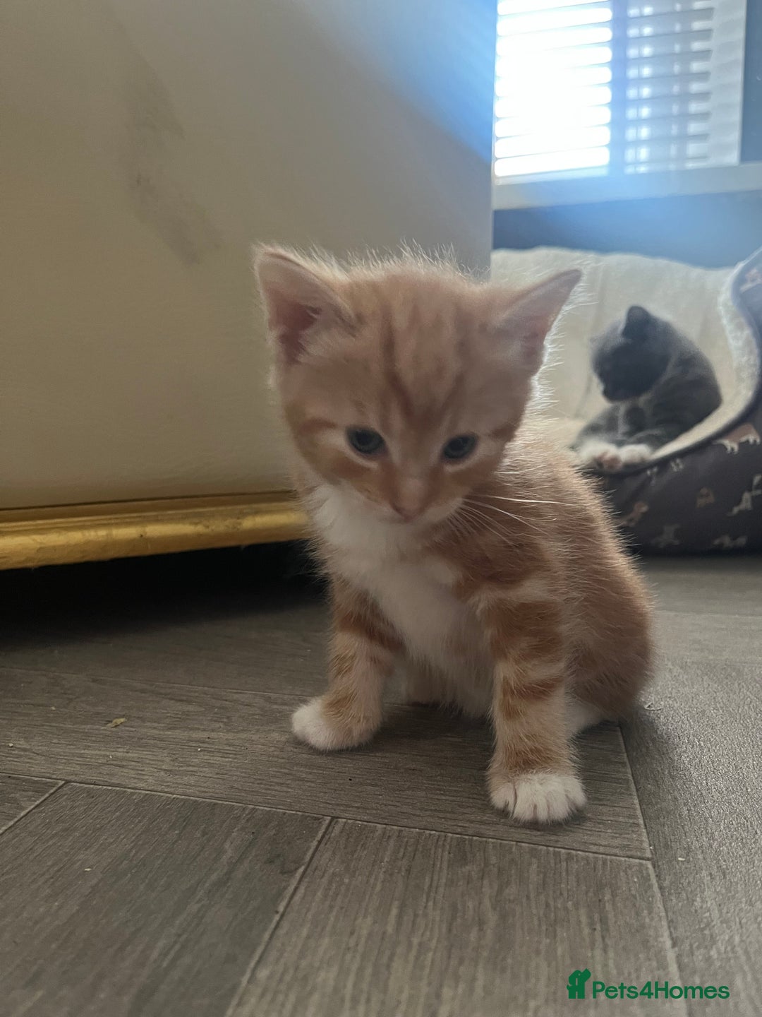 British Shorthair cats for sale: British short hair x - Image 23