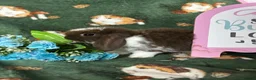 Mini Lop rabbits for sale: Beautiful Baby Mini Lops Ready now  - Advert 4