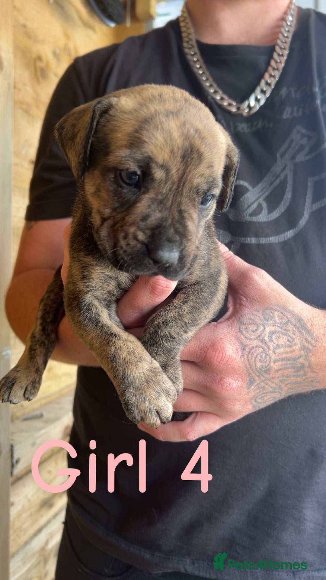 Presa Canario dogs for sale: Presa Canario  - Image 9
