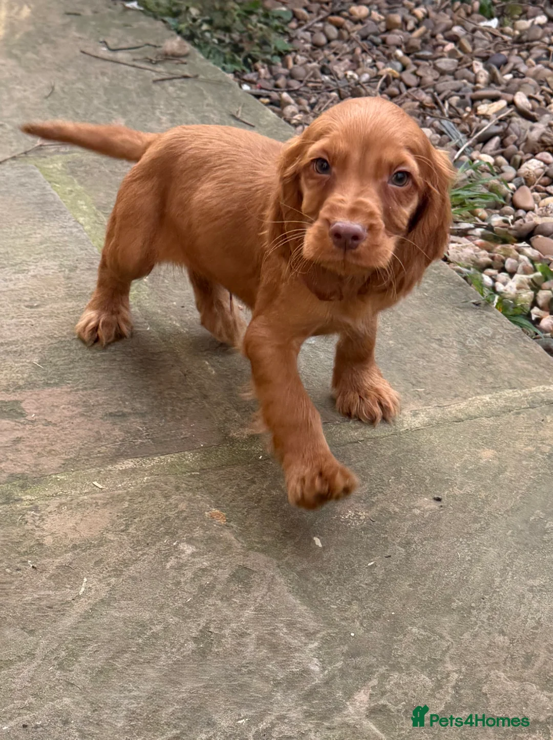 Cocker Spaniel dogs for sale: Cocker spaniel pups  - Advert 9