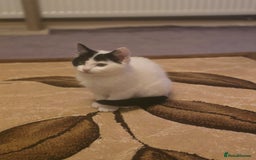 Domestic Shorthair cats for sale: Black and white Kitten come with  ** s  - Image 7