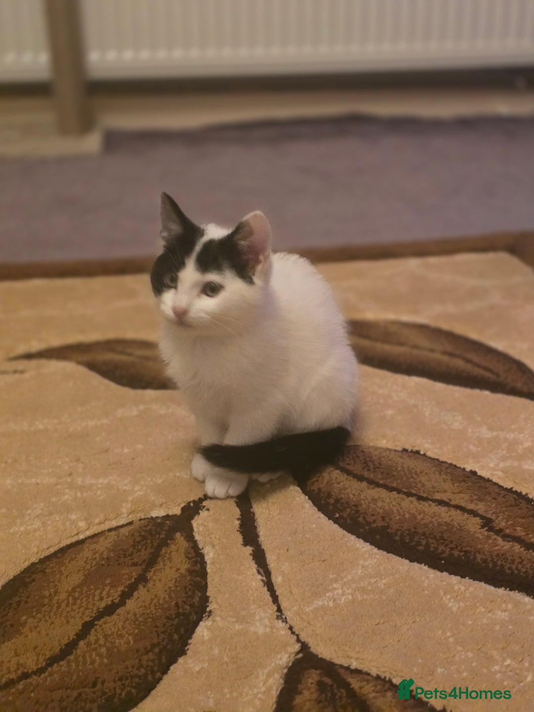 Domestic Shorthair cats for sale: Black and white Kitten come with  ** s  - Image 7