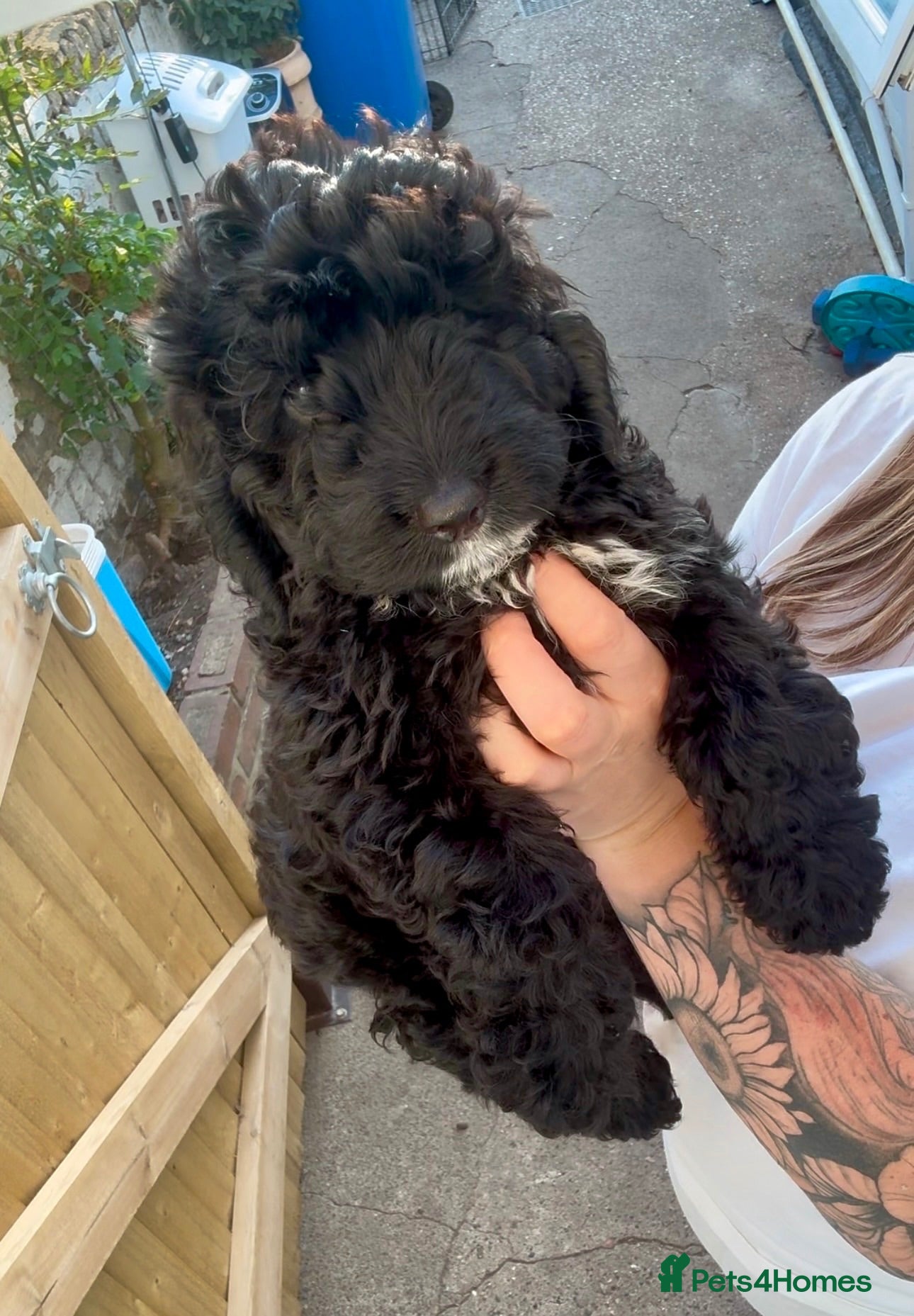 Cockapoo dogs ✨F1 Cockapoo Vet Checked ready to leave  - Advert 17