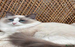 Ragdoll cats for sale: 🌟TICA🌟Champion Ragdoll🏆🏆🏆 - Image 3