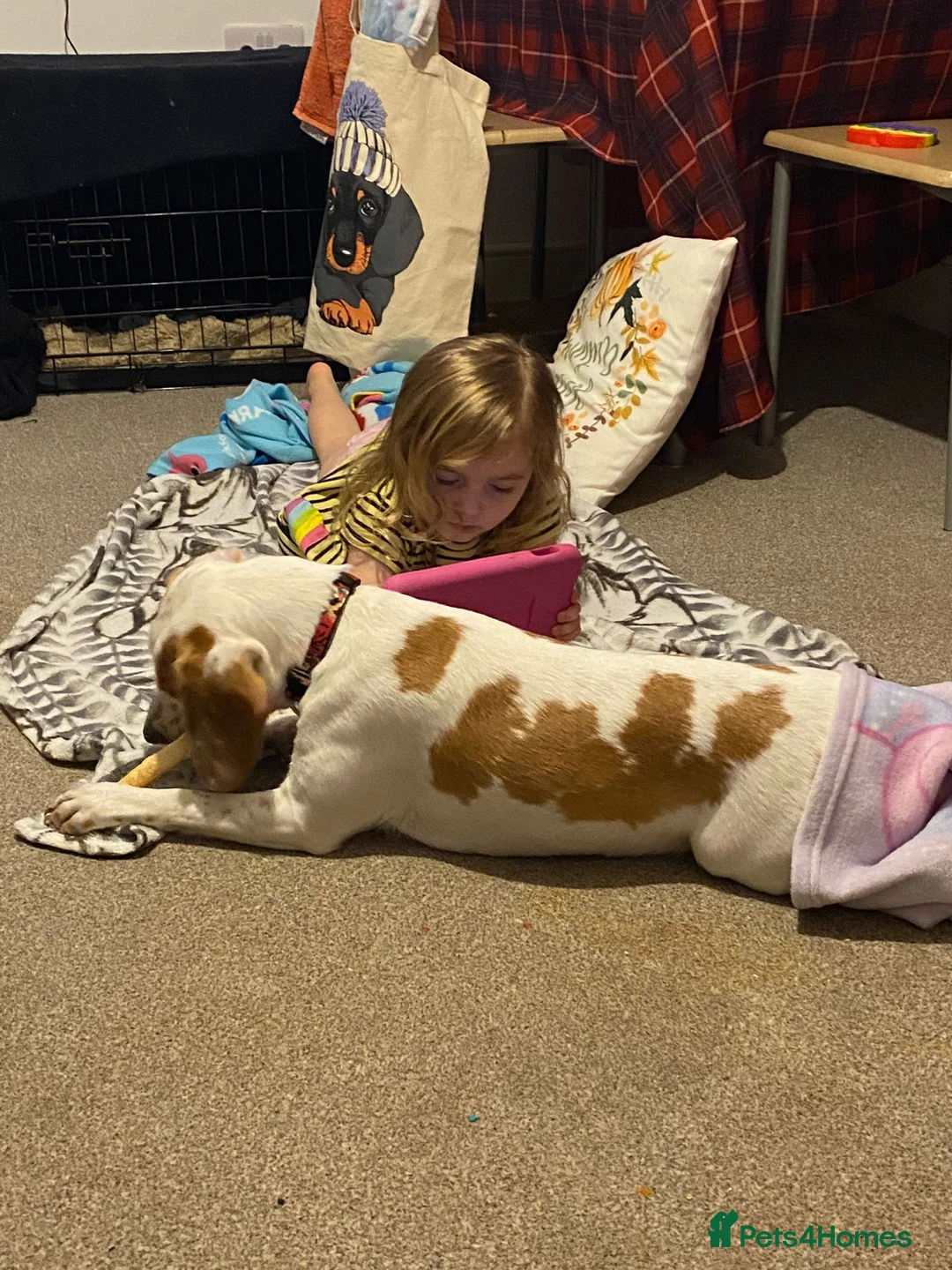 Beagle dogs for sale: Beagle - Advert 2