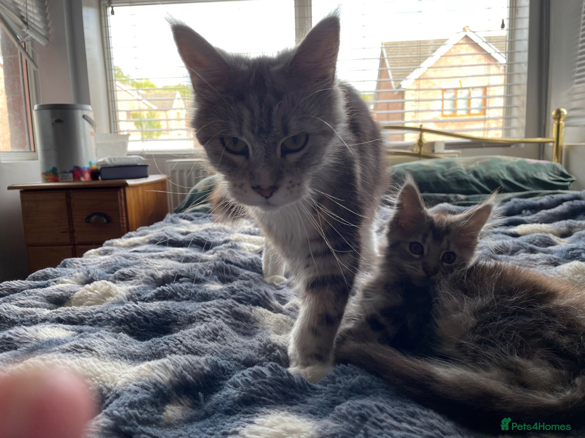 Maine Coon cats Maincoon - Advert 1