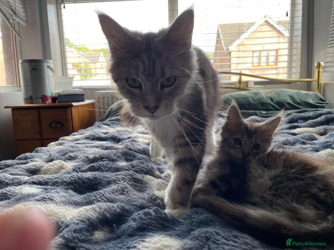Maine Coon cats for sale: Maincoon in Ammanford - Advert 1