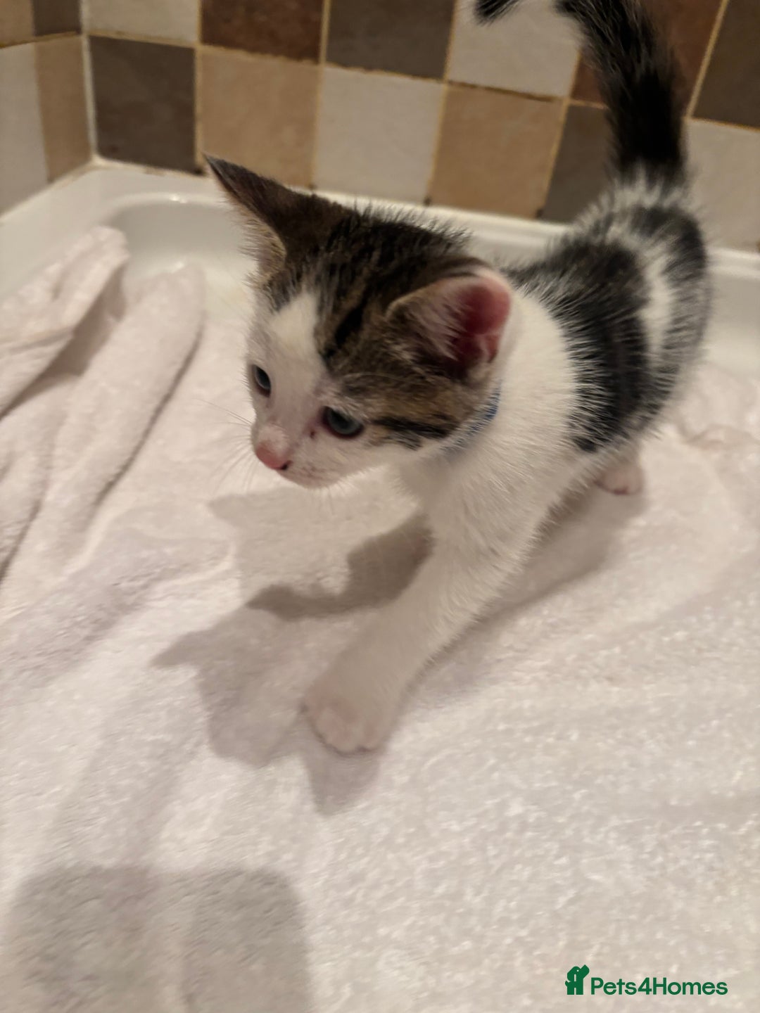 British Shorthair cats for sale: Beautiful kittens  - Image 6