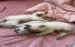 Ragdoll cats for sale: GCCF ACTIVE Registered Ragdoll Kittens  - Image 5