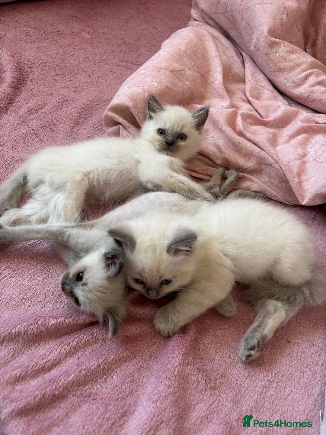 Ragdoll cats for sale: GCCF ACTIVE Registered Ragdoll Kittens  - Image 5