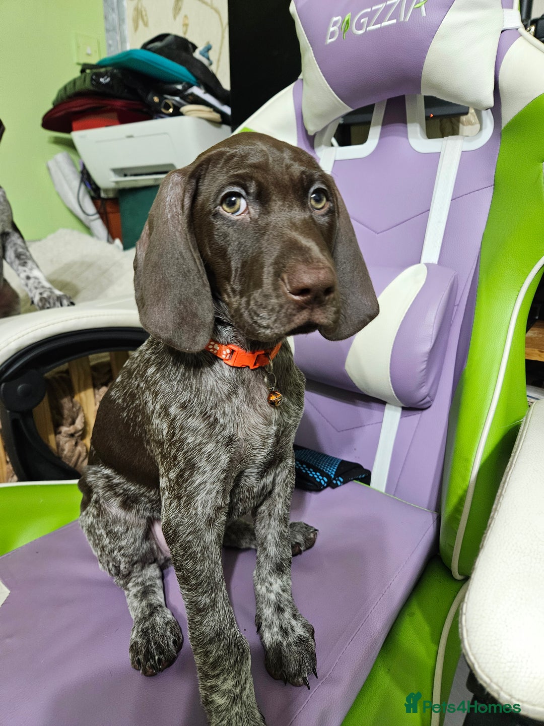 German Shorthaired Pointer dogs for sale: 3 GSP puppies for sale  - Advert 3
