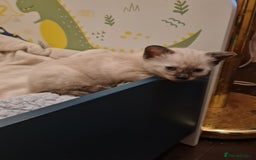 Mixed Breed cats for sale: 4 sweet kittens  - Image 10