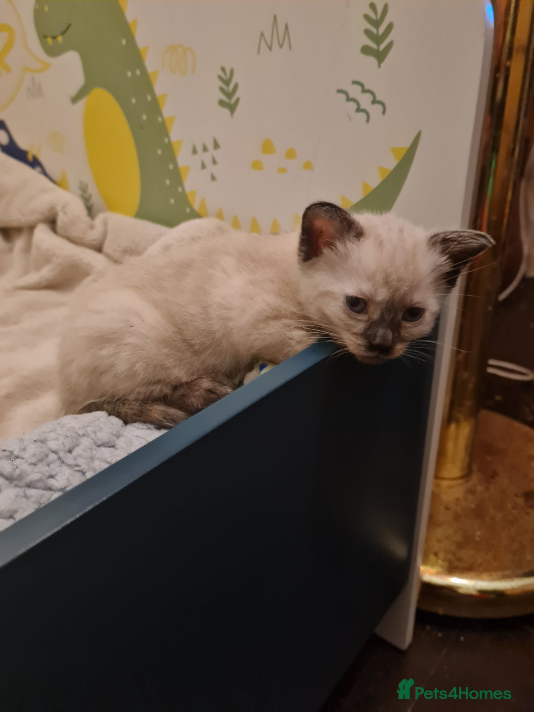 Mixed Breed cats for sale: 4 sweet kittens  - Image 10