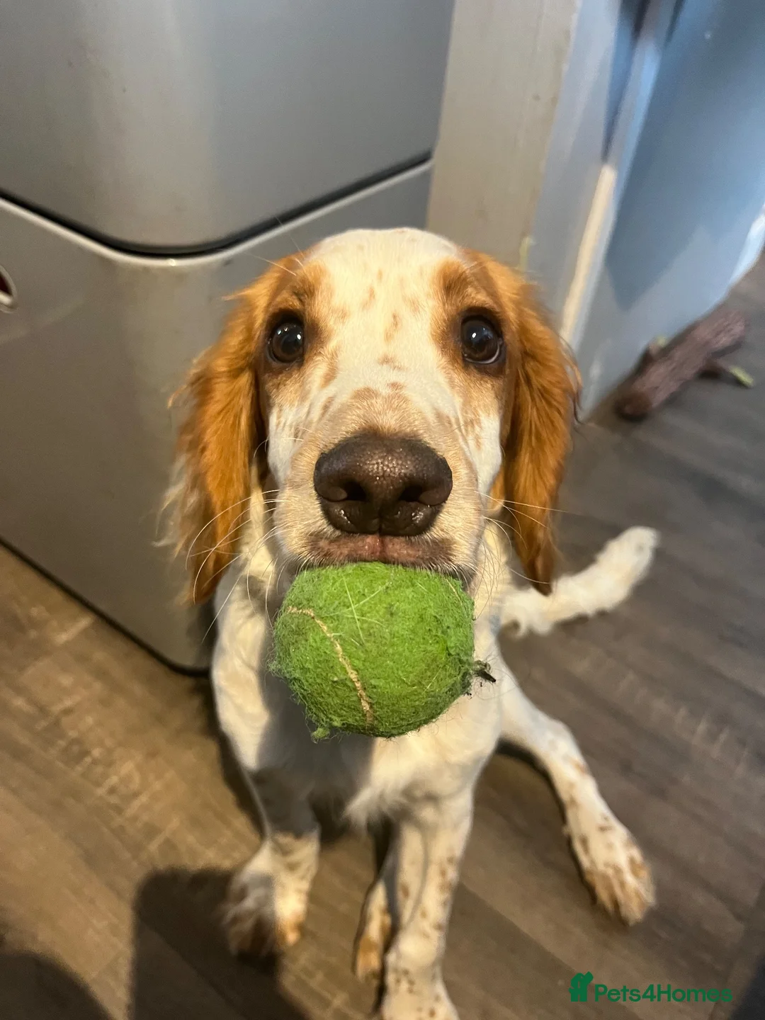 Cocker Spaniel dogs for sale: Working cocker spaniel Male - Advert 1